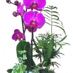 PHALFM/Jardi sac bouquet 3P (2)