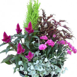 EX27/Coupe 5 plantes (1)