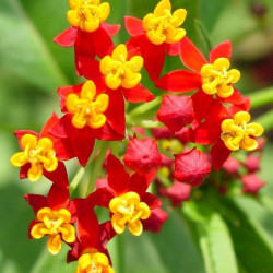 Asclepias Red Butterfly