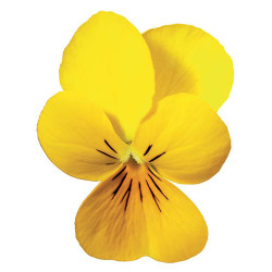 V. Cornuta Endurio Pure Yellow