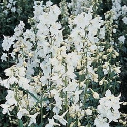 Delphinium belladonna Casa Blanca