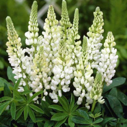 Lupin Gallery White