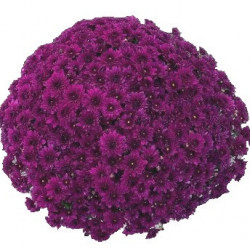 Multifleurs 50x50 Korus Violet