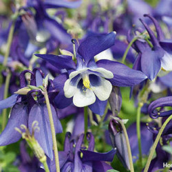 Ancolie Aquilegia Spring Magic Navy and white