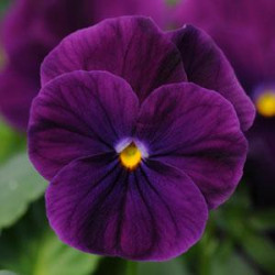 V. Cornuta Rocky violet