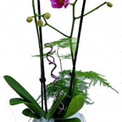 Phalaénopsis 2/3 branches petites fleurs (1)