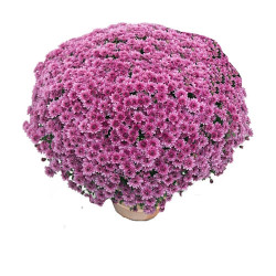 Multifleurs 25x25 Selfy rose