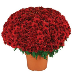 Multifleurs 25X25 Tardo rouge