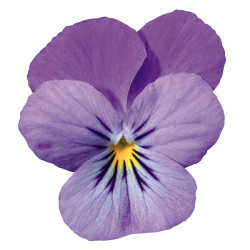 V. Cornuta Endurio Lavender