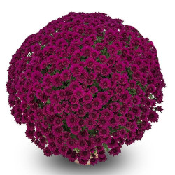 Multifleurs 25x25 Conti Violet