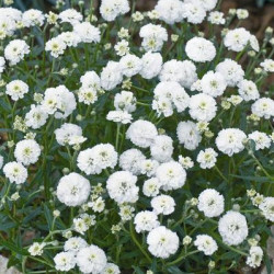 Achillea Ptarmica The Pearl