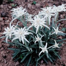 Edelweiss Alpinum Blanc