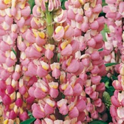 Lupin Chatelaine Rose