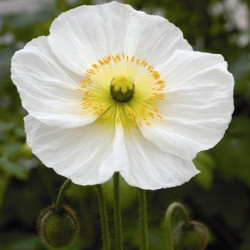 Pavot Spring Fever Blanc