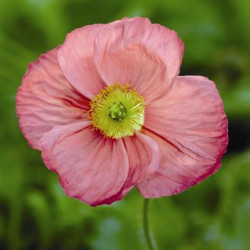 Pavot Spring Fever Rose