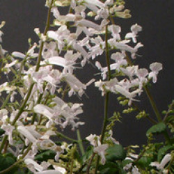 Plectranthus White