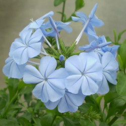 Plumbago Auriculata Bleu