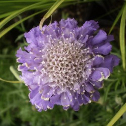 Scabiosa Columbaria Butterfly Blue