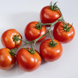 Tomate Prévia