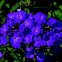 Verveine Temari Blue Violet 09