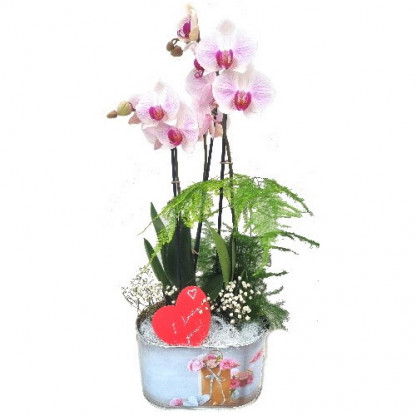 PHALV/Jardi sac bouquet 2P (2)