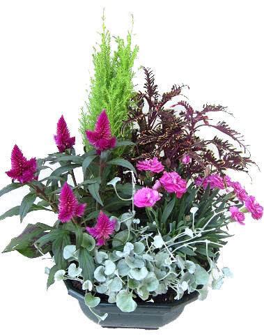 EX27/Coupe 5 plantes (1)
