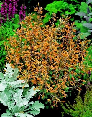 Agastache Apricot Sprite