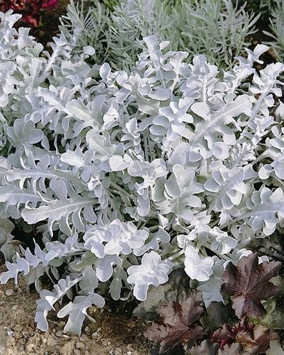 Centaurée Candidissima Magic Silver
