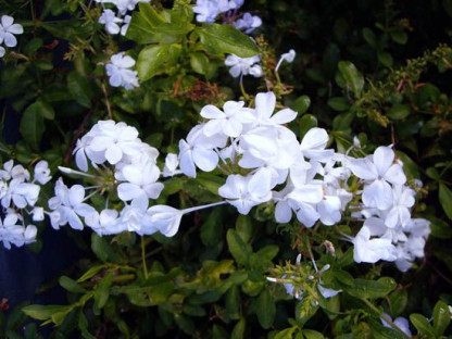 Plumbago Auriculata Blanc
