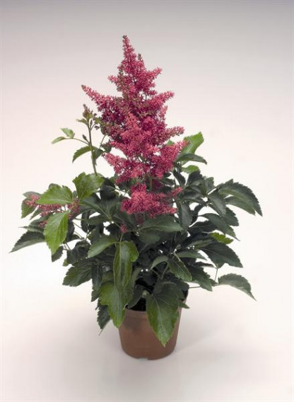 Astilbe Arendsii Astary Red