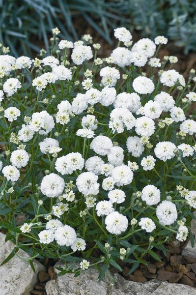 Achillea Ptarmica The Pearl