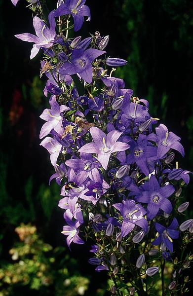 Campanule Pyramidalis Lavender Blue
