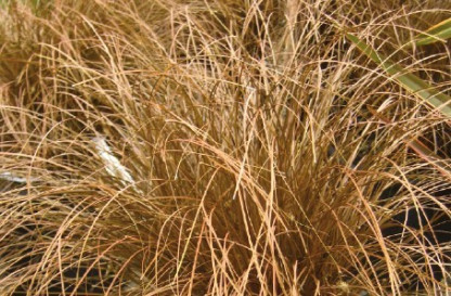 Carex Buchananii brun