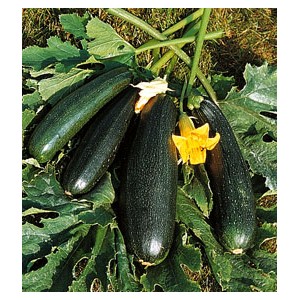 Courgette Diamant Vert Brillant
