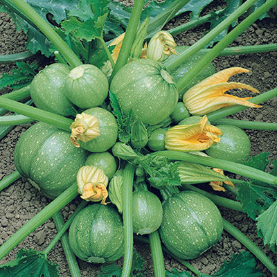 Courgette Géode Ronde