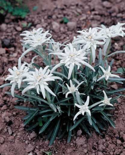 Edelweiss Alpinum Blanc