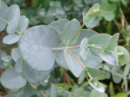 Eucalyptus Silber Tropfen