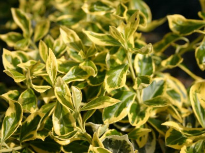Euonymus Japonicus Gold Queen
