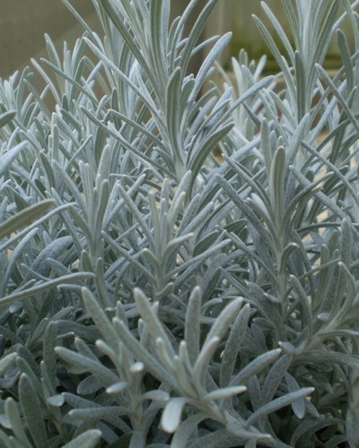 Helichrysum Italicum Iriclès