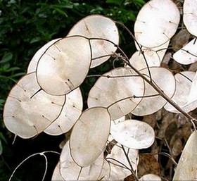 Lunaria Annua Albiflora