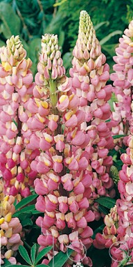 Lupin Chatelaine Rose