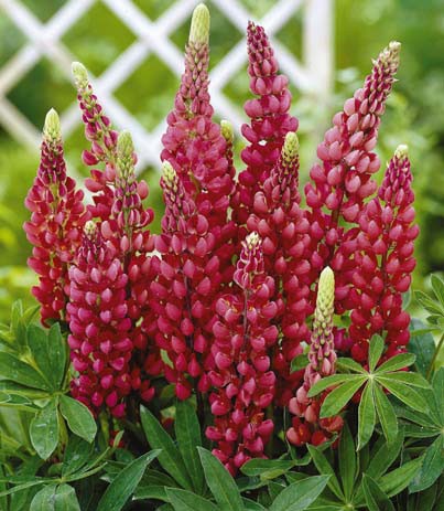 Lupin Gallery Red