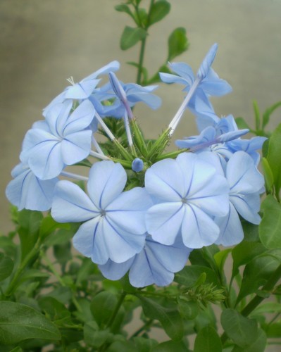 Plumbago Auriculata Bleu