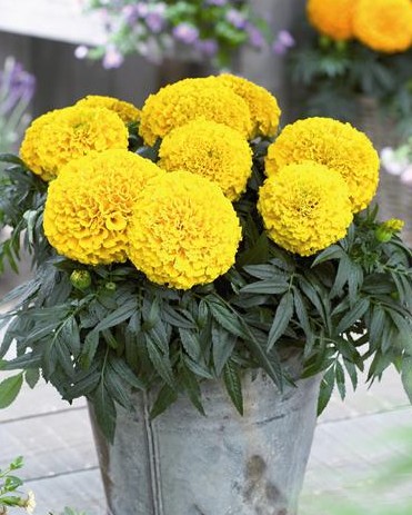 Rose d'Inde Taishan Yellow