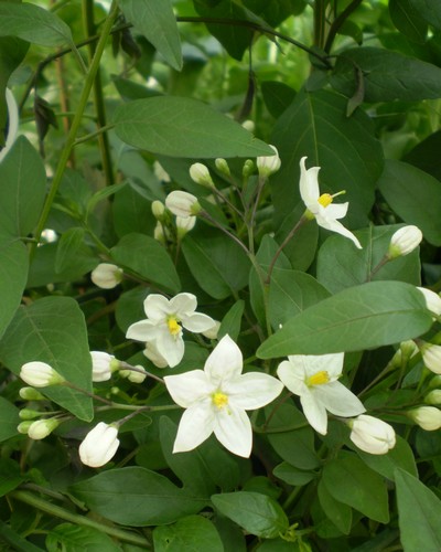 Solanum Blanc Jasminoides