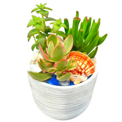 CER/Pot blanc succul. 3P (2)