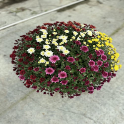 Coupe Multifleurs Arc-en-ciel D45