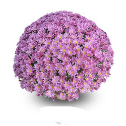 Multifleurs 40x40 Roza Rose
