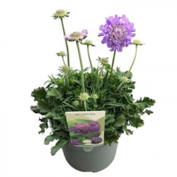 Scabiosa Mariposa Blue