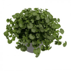 Campanule Catharina